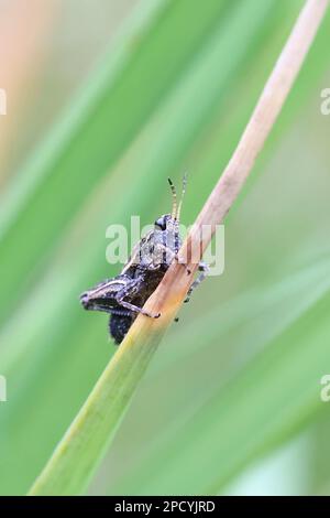 Tetrix subulata, Nymphe eines Groundhoppers, bekannt als der schlanke Ground-Hopper, Ahlen-förmiger Zwerggreifer oder die schlanke Heuhühner-Heuschrecke Stockfoto