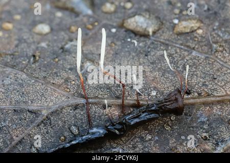 Typhula erythropus, bekannt als Rotschenkelpilz, wilder Pilz aus Finnland Stockfoto