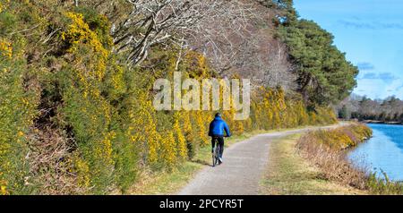 Caledonian Canal Inverness Schottland blauer Himmel und Sonnenschein ein Radfahrer auf dem Fußweg, gesäumt von den gelben Blumen des Gorses im Frühling Stockfoto