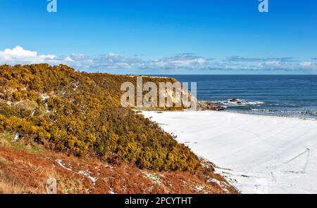 Cullen Bay Golfplatz Moray Schottland blauer Himmel im Winter mit Schnee und gelben Blumen von Gorse Ulex europaeus auf den Klippen Stockfoto