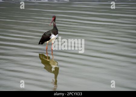 Schwarzstorch (Ciconia nigra), der in flachem Wasser nach Nahrung sucht, fotografiert in Israel Diese Wader bewohnt Feuchtgebiete, füttert Fische, kleine Tiere Stockfoto