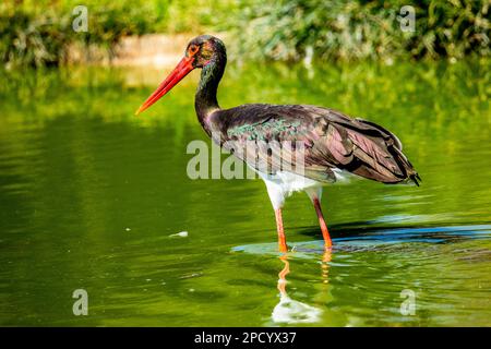 Schwarzstorch (Ciconia nigra), der in flachem Wasser nach Nahrung sucht, fotografiert in Israel Diese Wader bewohnt Feuchtgebiete, füttert Fische, kleine Tiere Stockfoto