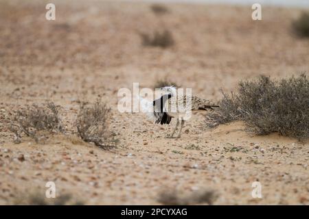 Die Brautwerbung einer männlichen MacQueen-Trappe (Chlamydotis macqueenii) الحُبَارَى الآسِيَوِيّ ist ein großer Vogel in der Trappenfamilie. Es ist nativ für Stockfoto