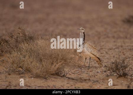 Die Brautwerbung einer männlichen MacQueen-Trappe (Chlamydotis macqueenii) الحُبَارَى الآسِيَوِيّ ist ein großer Vogel in der Trappenfamilie. Es ist nativ für Stockfoto