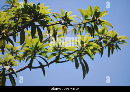 Sapodilla-Ast voller Blätter unter dem blauen Himmel. Stockfoto