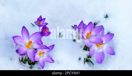 Violette Crocus-Blumen im Winterschnee Stockfoto