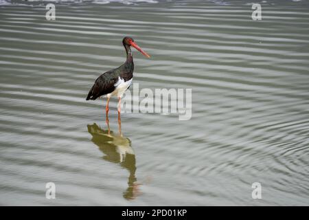 Schwarzstorch (Ciconia nigra), der in flachem Wasser nach Nahrung sucht, fotografiert in Israel Diese Wader bewohnt Feuchtgebiete, füttert Fische, kleine Tiere Stockfoto