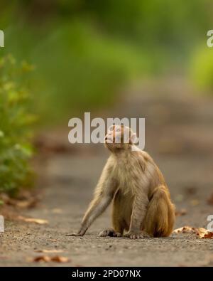 Rhesus Macaque oder Macaca mulatta-Affe mit Blick auf den Himmel und Blockierung der Straße oder des Gleises bei der chuka Ökotourismus-Safari oder dem pilibhit-Nationalpark Stockfoto