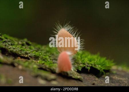 Cookeina Sulcipes, Pilzbecher, ROSA BRANDBECHER auf trockenem Holz, frisch gefärbt, nicht essbar. Stockfoto