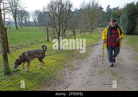 Ein älterer Mann mit Regenmantel und Stock geht mit einem Hund spazieren. Er benutzt eine ausziehbare Hundeleine. Stockfoto