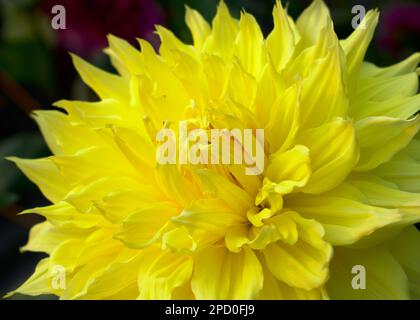 Beeindruckende Tapetenlandschaft mit Purpurblüten und Kopierbereich Stockfoto