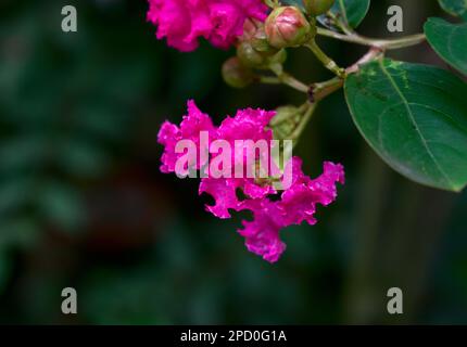 Bougainvillea-Blume mit Kopierbereich Hintergrund Fotografie Kunst Stockfoto