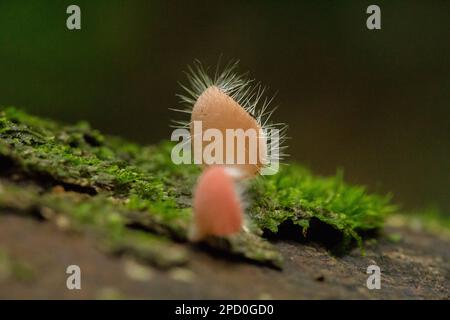 Cookeina Sulcipes, Pilzbecher, ROSA BRANDBECHER auf trockenem Holz, frisch gefärbt, nicht essbar. Stockfoto