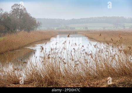 RSPB Ham Wall in Meare bei Glastonbury, Großbritannien Stockfoto