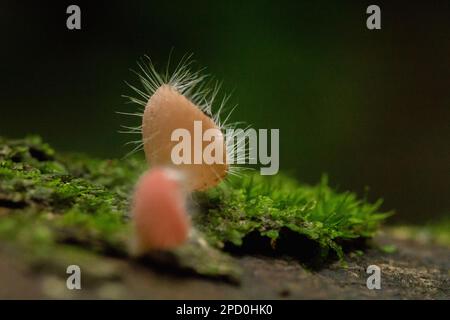 Cookeina Sulcipes, Pilzbecher, ROSA BRANDBECHER auf trockenem Holz, frisch gefärbt, nicht essbar. Stockfoto