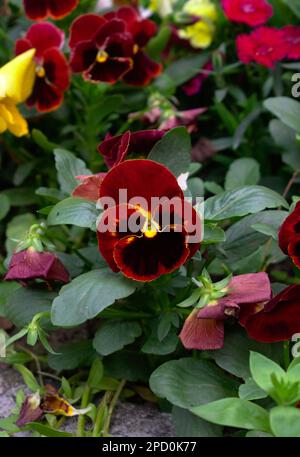 Garden Pansy Heartsease eine Art große blühende Hybridpflanze, die als Gartenblume gezüchtet wird Stockfoto