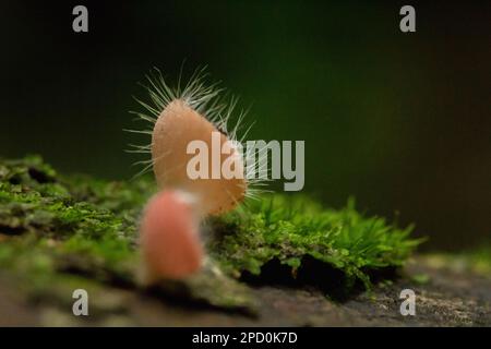 Cookeina Sulcipes, Pilzbecher, ROSA BRANDBECHER auf trockenem Holz, frisch gefärbt, nicht essbar. Stockfoto