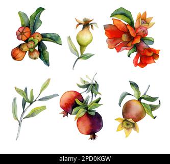 Zweige mit Granatäpfeln und roten Blumen. Abbildungen von Aquarell-Designelementen, isoliert auf weißem Hintergrund Stockfoto