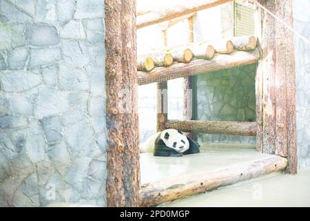 Panda schläft auf Rock im Zoo Stockfoto