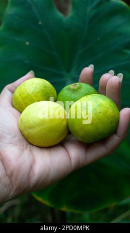 Zitrone Zitrus limon Gelbgrüne Frucht saure Geschmackszutat in Getränken und Lebensmitteln Stockfoto