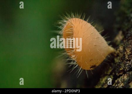 Cookeina Sulcipes, Pilzbecher, ROSA BRANDBECHER auf trockenem Holz, frisch gefärbt, nicht essbar. Stockfoto