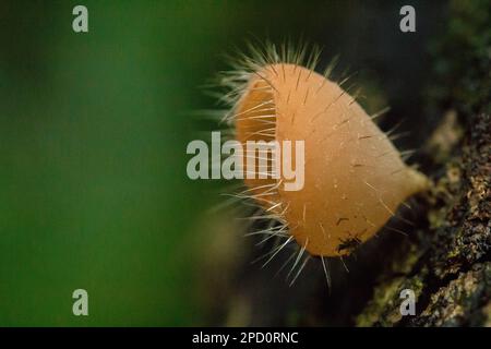 Cookeina Sulcipes, Pilzbecher, ROSA BRANDBECHER auf trockenem Holz, frisch gefärbt, nicht essbar. Stockfoto