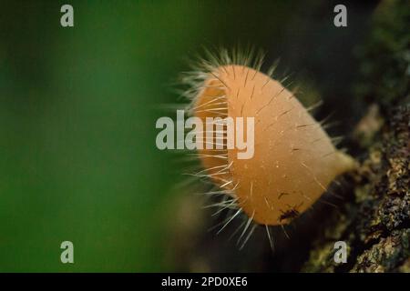 Cookeina Sulcipes, Pilzbecher, ROSA BRANDBECHER auf trockenem Holz, frisch gefärbt, nicht essbar. Stockfoto