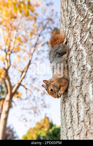 Porträt eines Fuchshörnchens (Sciurus niger) auf einem grün isolierten Ast. Hält das Vorderbein mit der Mutter auf der Brust. Urbane Tierwelt. Stockfoto