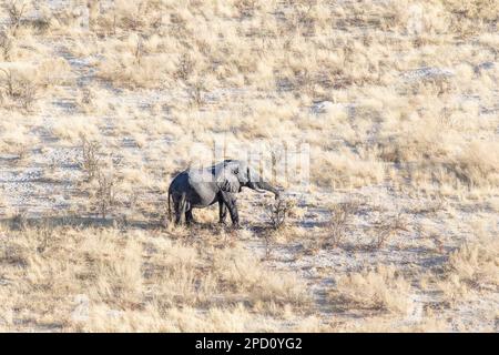 Elefantenbulle (Loxodonta africana) von oben, Drohnenansicht, Luftbild. Ein wildes Tier, das an einem Baum isst. Okavango Delta, Botsuana, Afrika Stockfoto