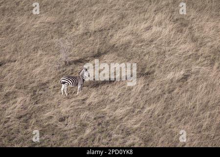 Zebra stehen im trockenen Grasland und suchen vorsichtig nach Raubtieren. Okavango Delta, Botsuana, Afrika Stockfoto