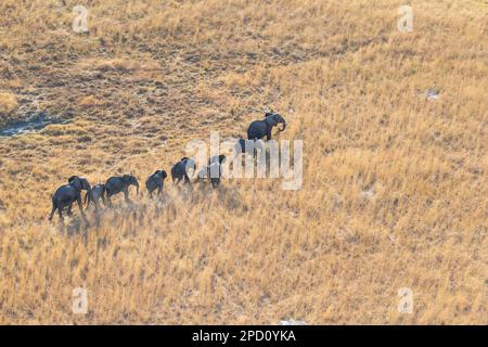 Blick auf die Elefantenherde (Loxodonta africana) von oben. Luftaufnahme. Schatten der Tiere. Okavango Delta, Botsuana, Afrika Stockfoto