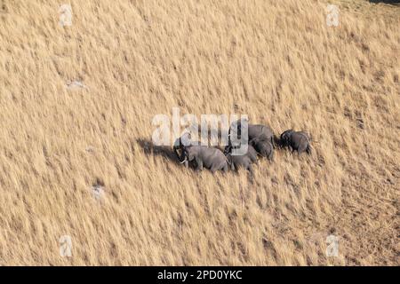 Blick auf die Elefantenherde (Loxodonta africana) von oben. Luftaufnahme. Schatten der Tiere. Okavango Delta, Botsuana, Afrika Stockfoto