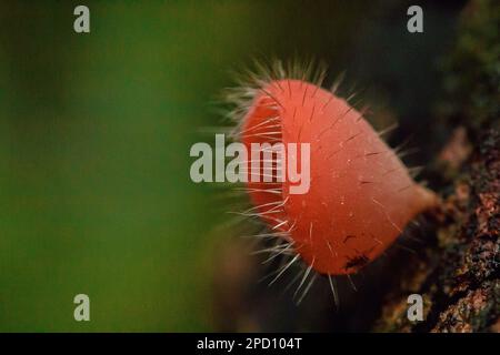 Cookeina Sulcipes, Pilzbecher, ROSA BRANDBECHER auf trockenem Holz, frisch gefärbt, nicht essbar. Stockfoto