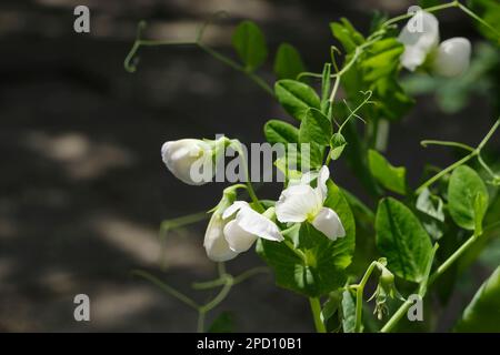 Eine Verschließung von Zuckerschnabelerbsen mit weißen Blüten wirkt im Frühjahr auf dunklen Hintergrund. Bild mit Kopierbereich. Stockfoto