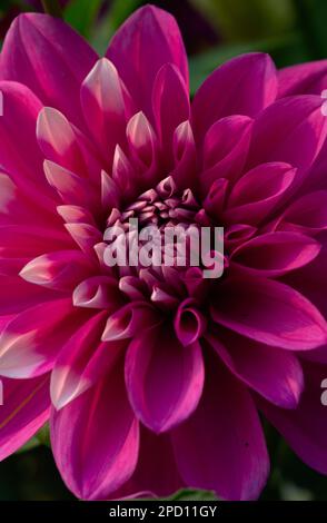 Porträt Dahlia Blume Blütenfotografie Tapete Stockfoto