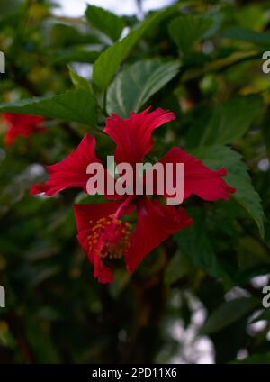 Rote Blume Hibiscus Rose von Sharon Rose Mallow Porträtfotografie Stockfoto