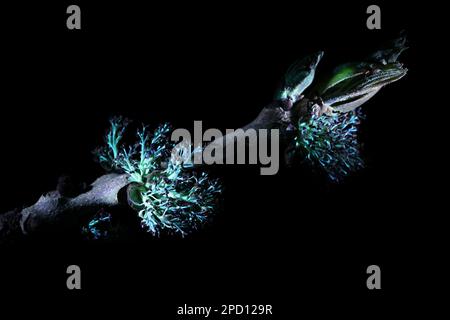 Fluoreszenz von Blüten der gewöhnlichen Asche, Fraxinus excelsior, fotografiert in ultraviolettem Licht (365 nm) Stockfoto