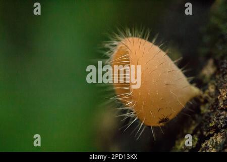 Cookeina Sulcipes, Pilzbecher, ROSA BRANDBECHER auf trockenem Holz, frisch gefärbt, nicht essbar. Stockfoto