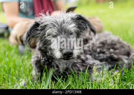Mischhund bedlington Terrier oder bedlington Whippet grau flauschige Seniorhund ruht mit Besitzer auf grünem Gras Haustiere Adoptionsbetreuung und Laufhund p Stockfoto