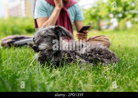 Mischhund bedlington Terrier oder bedlington Whippet grau flauschige Seniorhund ruht mit Besitzer auf grünem Gras Haustiere Adoptionsbetreuung und Laufhund p Stockfoto