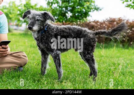 Mischhund bedlington Terrier oder bedlington Whippet grau flauschig Seniorhund mit Besitzer auf grünem Gras Haustiere Adoptionsbetreuung und Walking Dog Tierliebe Stockfoto