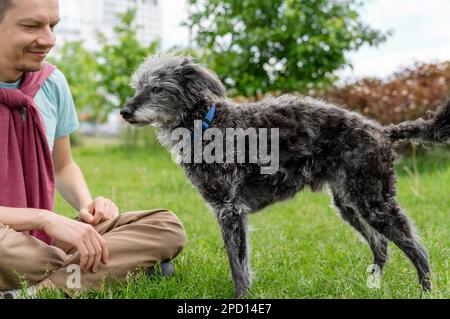 Mischhund bedlington Terrier oder bedlington Whippet grau flauschig Seniorhund mit lächelndem Mann auf grünem Gras Haustiere Adoptionsbetreuung und Laufhund Haustier Stockfoto