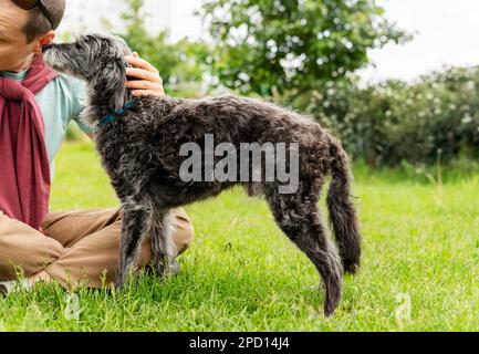 Junger Mann streichelt gemischte Rasse grauer, flauschiger Seniorhund bedlington Terrier Whippet auf grünem Gras Haustiere Adoptionspflege und Walking Dog Tierliebe Stockfoto