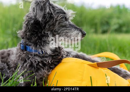 Mischhund bedlington Terrier oder bedlington Whip grau flauschig Seniorhund ruht auf grünem Gras neben gelbem Rucksack Haustiere Adoptionsbetreuung und Stockfoto