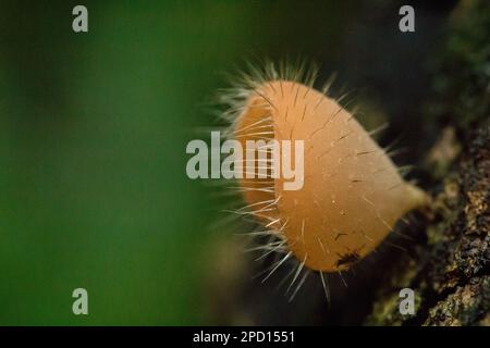 Cookeina Sulcipes, Pilzbecher, ROSA BRANDBECHER auf trockenem Holz, frisch gefärbt, nicht essbar. Stockfoto