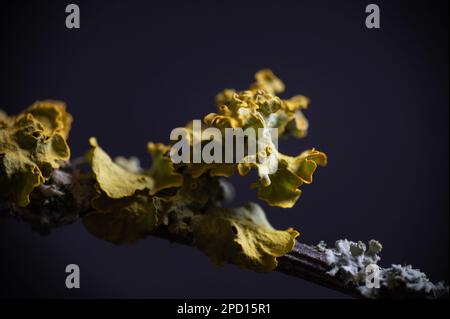 Extreme Nahaufnahme von gelben und grünen Flechten auf einem Ast. Makrofotografie. Stockfoto