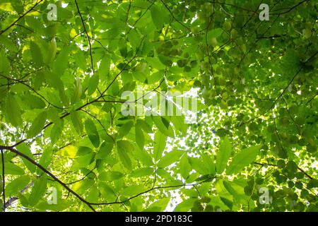 Baumkronen mit Sonnenlicht, das durch die grünen Blätter scheint Stockfoto