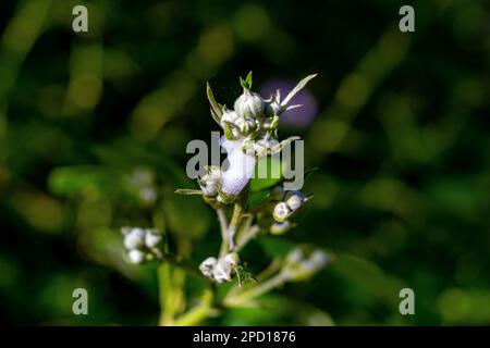 Kuckuck spuckt auf die Blütenknospen eines Baumes. Stockfoto