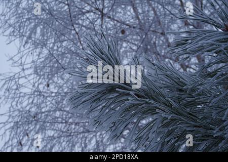 Abstrakte winter Hintergrund mit weichen Schnee, Schneeflocken und Nadeln auf den Zweigen von closeup Fichte Stockfoto