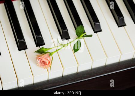Romantische Weihnachtsmusik mit pinkfarbener Rose auf der Klaviertastatur. Klavierunterricht, Musikunterricht, Konzert oder Hobbykarte. Dating- oder Liebeskonzept. M Stockfoto